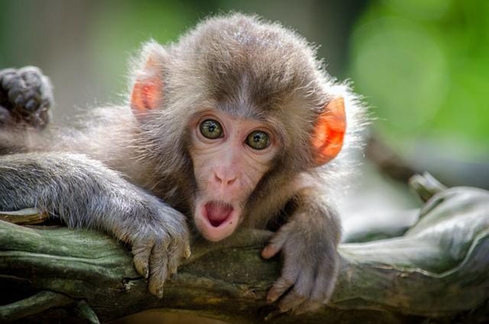 Macaco Aranha High-Res Stock Photo - Getty Images