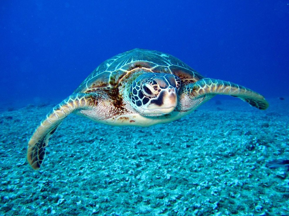 As tartarugas têm hábitos semi-aquáticos. Buscam alimentos na água, mas necessitam da terra para tomar banhos de sol, forrageamento e postura dos ovos — Foto: ( pexels/ richard-segal/ CreativeCommons)
