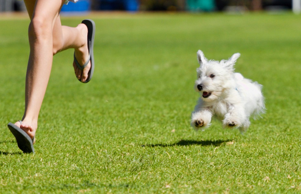 É importante realizar diferentes exercícios físicos com os cães  — Foto: Canva/ Creative Commons