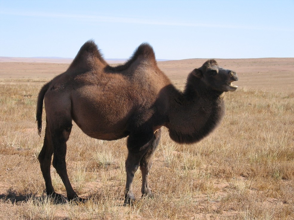 Camelo-bactriano – Camelus bactrianus — Foto: Bouette/ Wikimedia Commons/ CreativeCommons