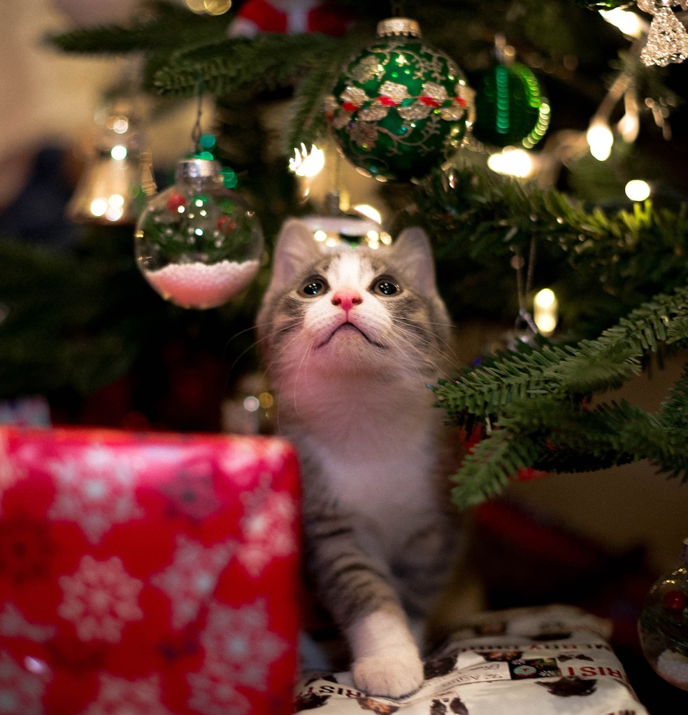 Em meio à troca de presentes de Natal, vale incluir os gatos — Foto: Unsplash/ CreativeCommons