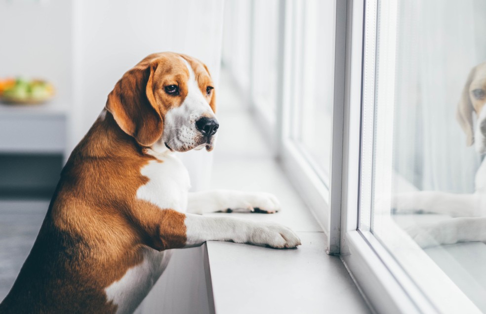 Os cães mudam seus comportamentos quando estão com ansiedade de separação — Foto: Canva/ Creative Commons