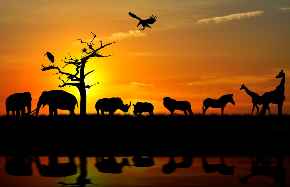 No dia 3 de março é comemorado o Dia Mundial da Vida Selvagem — Foto: Canva/ Creative Commoms