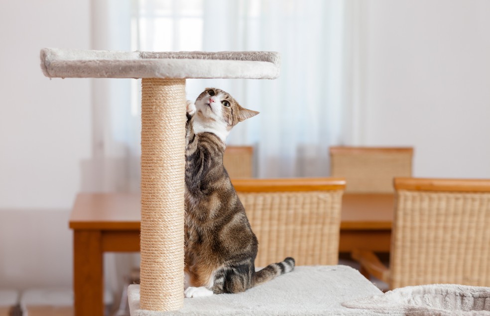 Gatificações são indispensáveis no lar de um gato — Foto: Canva/ CreativeCommons