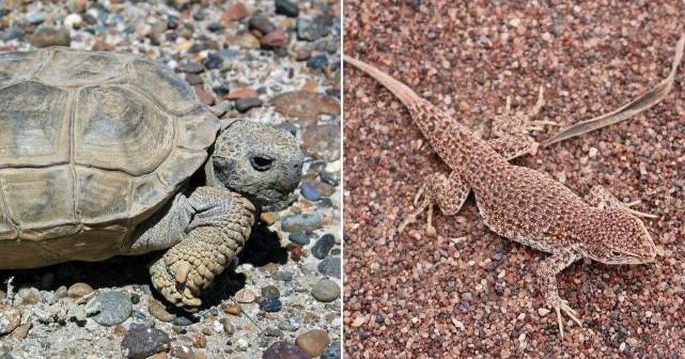 A tartaruga do chaco e a lagartixa-de-areia são alguns animais que correm risco de desaparecer — Foto: ( Metro/ Luciano Avila/ Newsflash/ Reprodução)