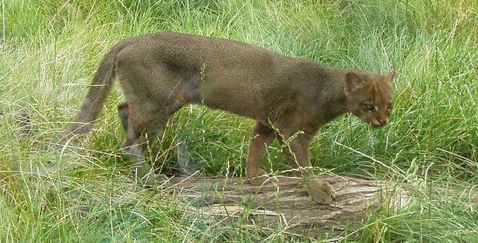 Os jaguarundis cuidados na ONG BiodiverSe voltarão à natureza em torno de dois anos, se tudo ocorrer como planejado — Foto: ( Bodlina / Wikimedia Commons)