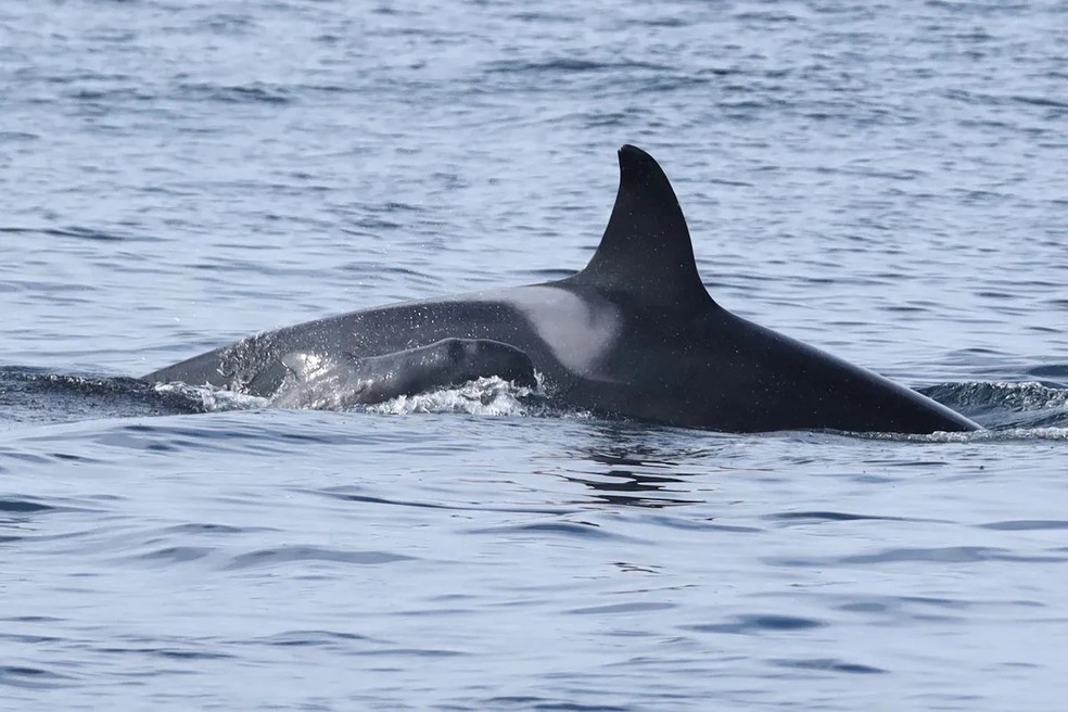 O filhote estava aparentemente com a saúde debilitada, enquanto a orca cuidava dele e o alimentava — Foto: Orca Guardians Islândia/ Divulgação