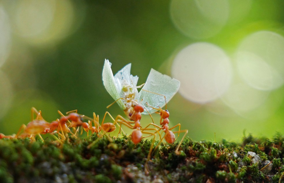 As formigas oferecem abrigo para os pulgões, enquanto eles produzem alimento para elas — Foto: Canva/ CreativeCommons 