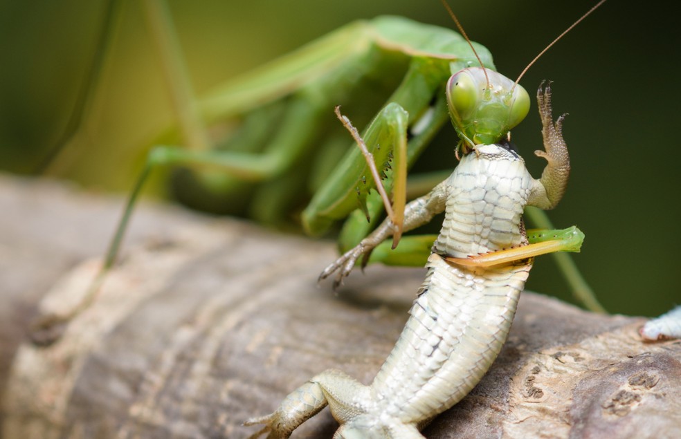 O louva-a-deus come animais pequenos, como moscas e mosquitos, e outros maiores, como lagartos, pequenos pássaros e mamíferos — Foto: Canva/ Creative Commons