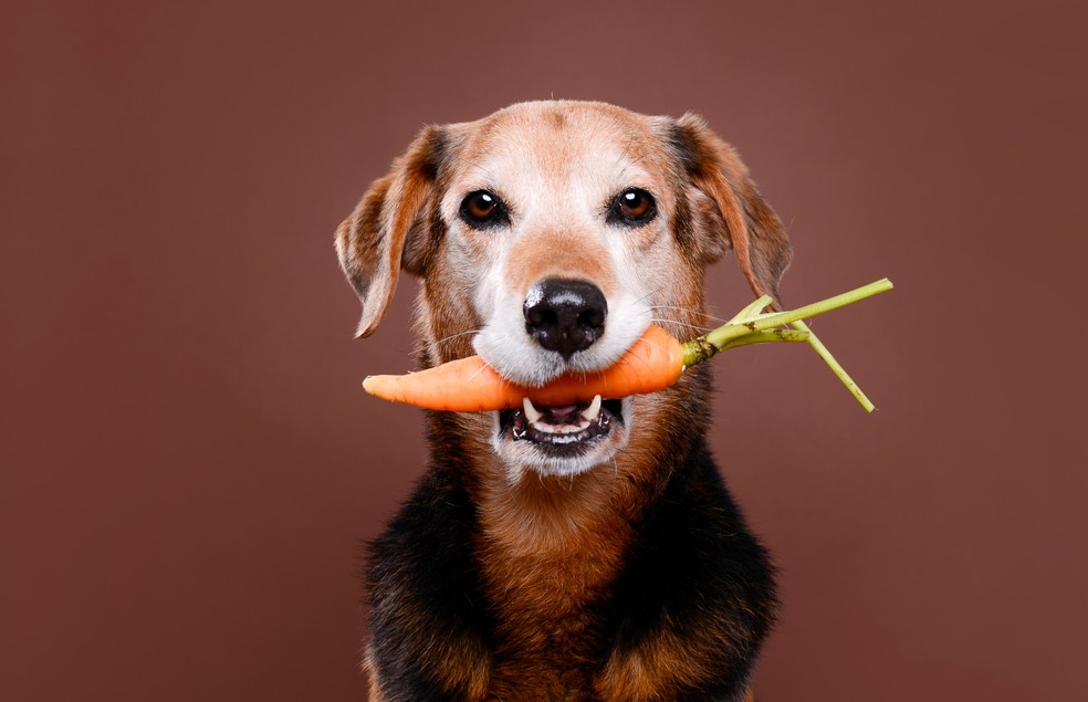 Os vegetais não contêm todos os nutrientes necessários para serem a base da dieta de cães e gatos — Foto: Canva/ CreativeCommons