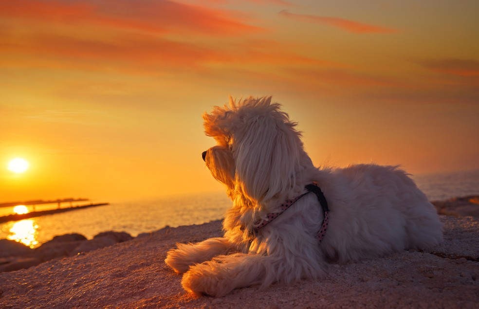 Os especialistas não recomendam levar cães para a virada do ano na praia — Foto: Canva/ CreativeCommons