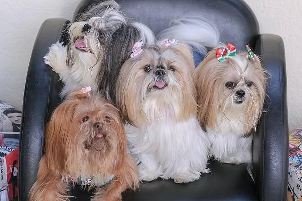 A família dos quatro cachorros da raça shih-tzu: Bolinha, Magali, Valentina e Amaya — Foto: ( Mayara Morelli/ Arquivo Pessoal)