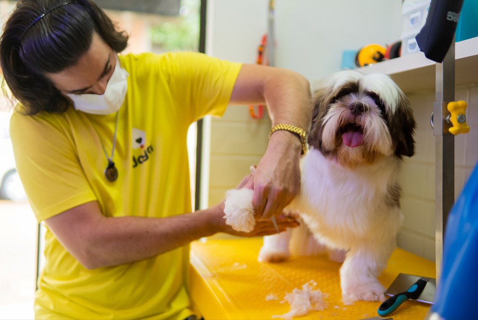 Em animais alérgicos, a tosa higiênica deve ser feita com tesoura — Foto: Doggi/ NK Audiovisual/ Nícolas de Oliveira/ Divulgação