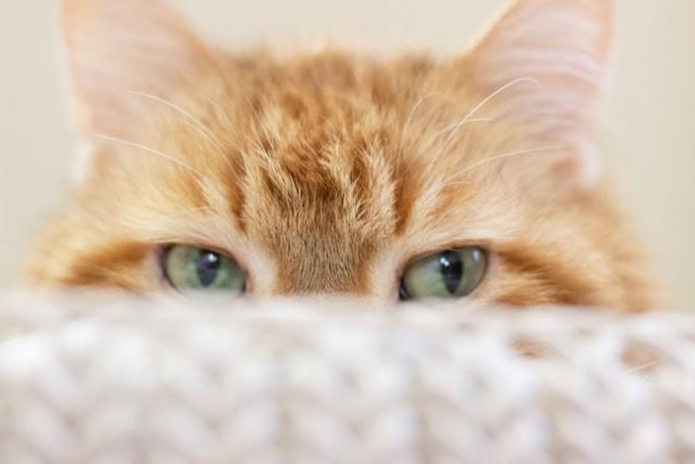 Descubra com quantos dias os gatos abrem os olhos