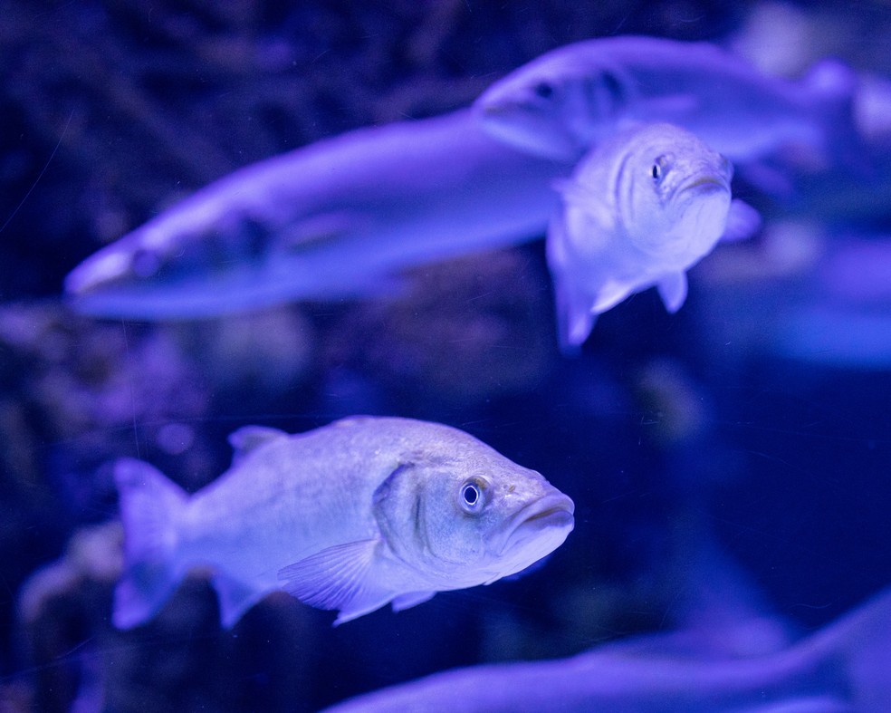 A falta de oxigênio na água pode levar o peixe à morte — Foto: Canva/ CreativeCommons
