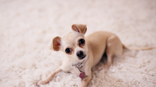 Chihuahuas: 15 curiosidades sobre a menor raça de cães do mundo!