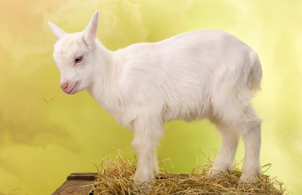 As mini cabras são consideradas pets não convencionais — Foto: Canva/ CreativeCommons