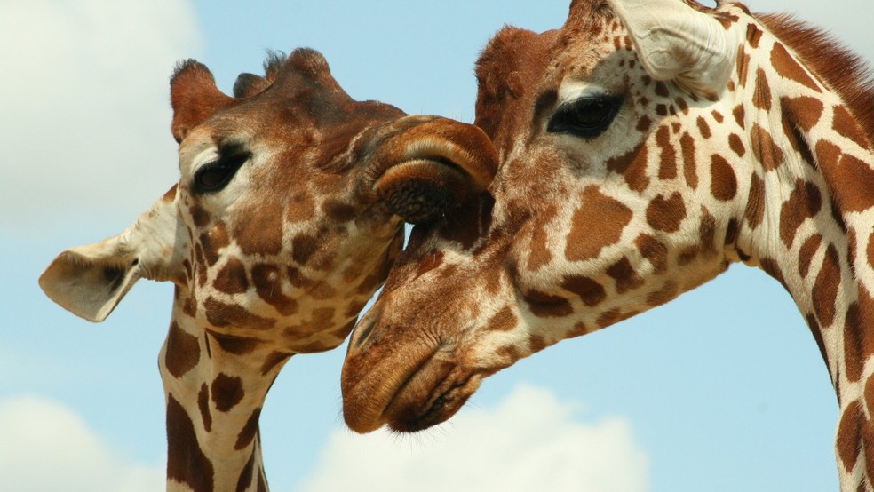 Ao beber a urina da fêmea, a girafa macho consegue detectar feromônios importantes  — Foto: Unsplash/ David White/ Creative Commons