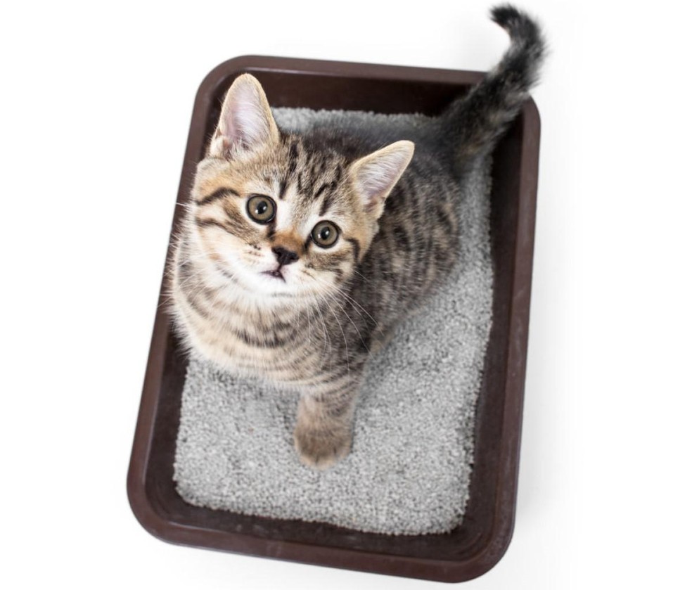 O instinto do gato facilita o treinamento de como ele deve fazer as necessidades apenas na caixa de areia — Foto: ( Flickr/ DEENAMIK .COM/ CreativeCommons)