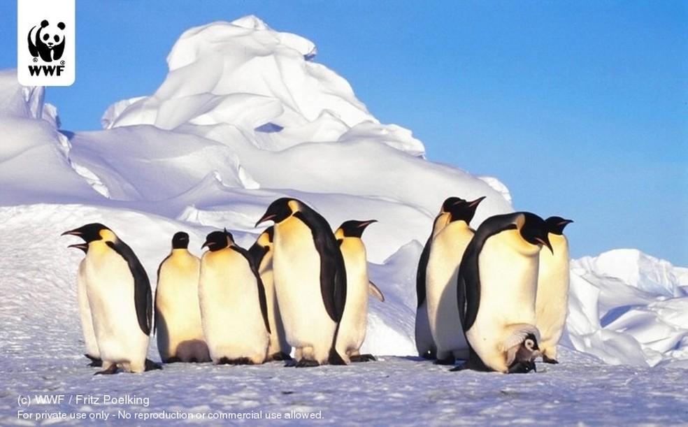 A existência dos pinguins-imperadores é ameaçada pelos efeitos da crise climática — Foto: Fliclr/ WWF - Global Photo Network/ Unsplash
