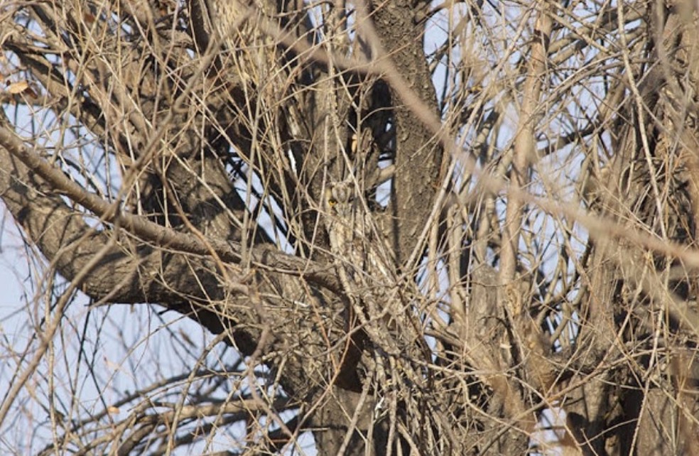 Consegue encontrar a coruja camuflada nesta árvore? — Foto: Pinterest/ @boredpanda.com/ Reprodução