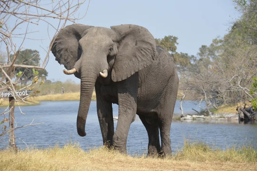 Os elefantes asiáticos estão ameaçados de extinção, restando apenas 52 mil indivíduos na natureza — Foto: Canva/ CreativeCommons