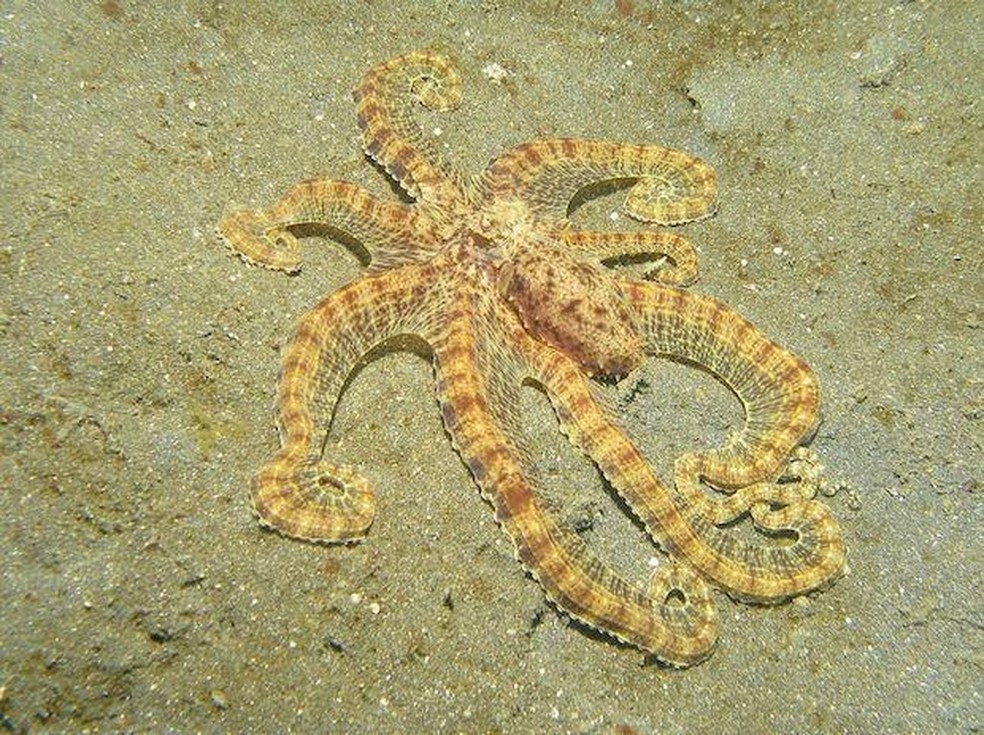 Polvo-mímico - Thaumoctopus mimicus — Foto: ( Silke Baron/ Wikimedia Commons/ CreativeCommons)