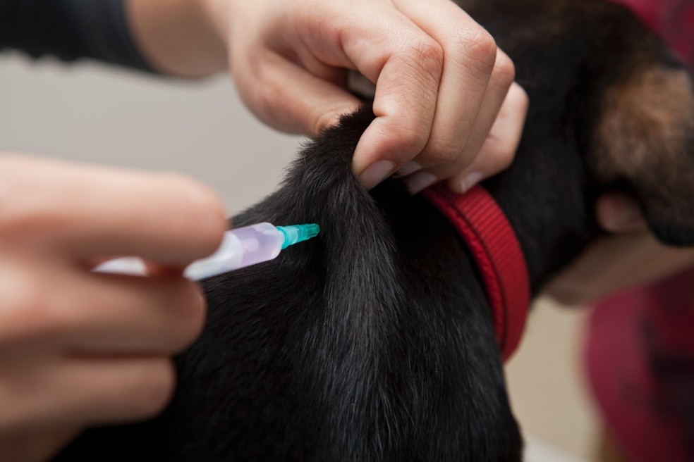 Foram recebidos 1.867 compromissos de tutores que desejavam vacinar os seus pets — Foto: Pexels/ Önder Örtel/ CreativeCommons