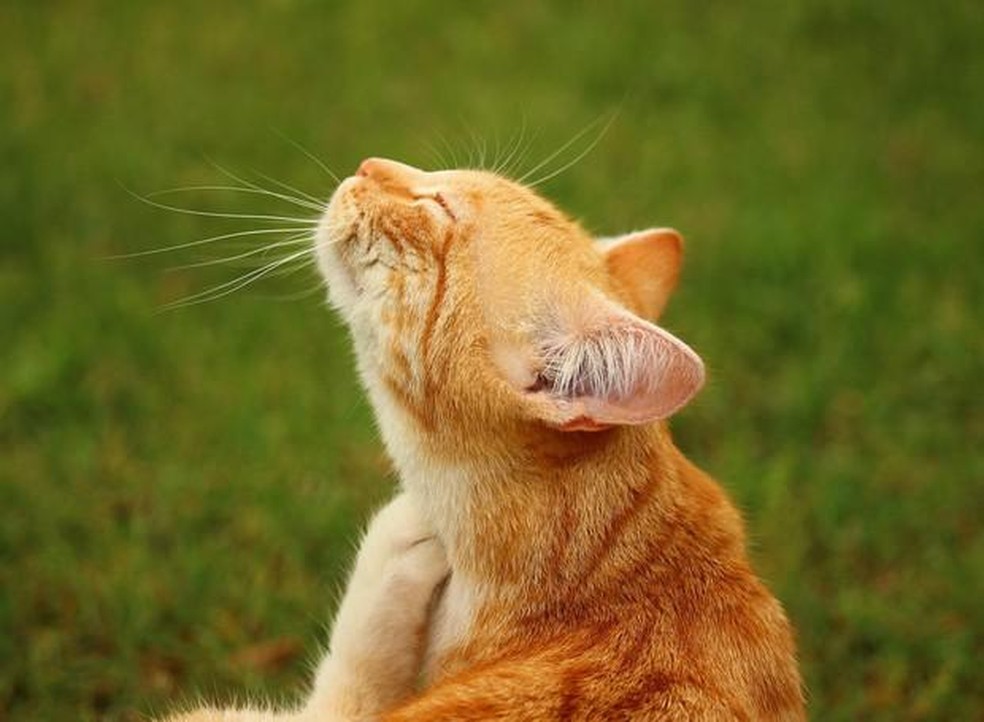 Ácaros da poeira são um dos principais causadores de alergias nos pets, podendo provocar dermatite atópica canina nos cães e lesões do chamado “complexo granuloma eosinofílico” nos gatos — Foto: ( Pixabay/ Rihaij/ CreativeCommons)