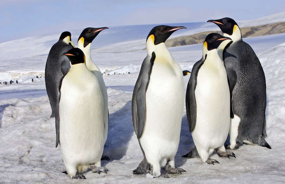 O "pinguim-imperador" leva este nome por ser a maior ave da família Spheniscidae — Foto: Canva/ Creative Commoms