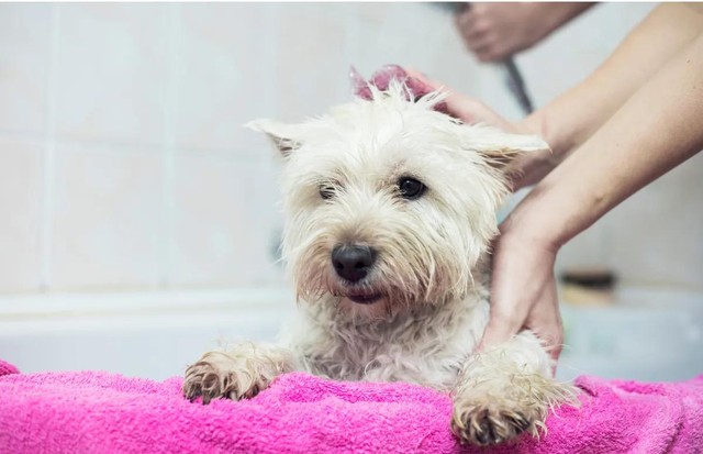 Cão e gato com chulé: saiba as causas e o que fazer | Saúde | Vida de Bicho