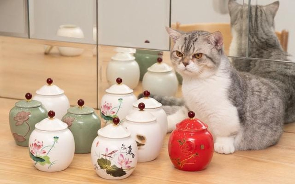 O gato munchkin, embora adorável, costuma apresentar diversos problemas de saúde — Foto: ( Unsplash/ Đồng Phục Hải Triều/ CreativeCommons)