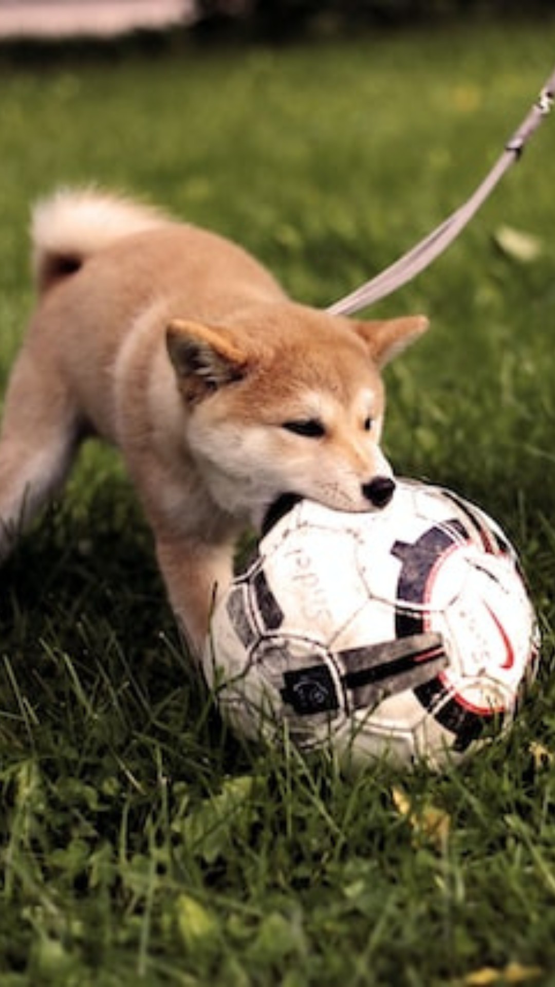 DICA AGROSOLO: Cuidados com animais de estimação nos jogos da Copa – Blog  Agrosolo Bauru