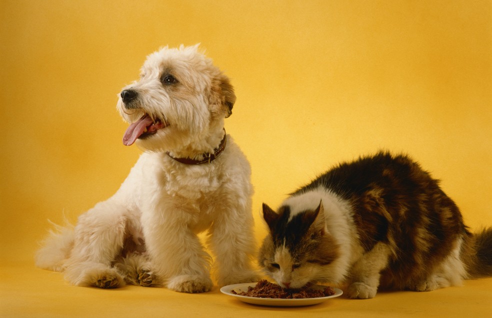Cães e gatos podem comer vegetais, mas, em paralelo, é importante manter a ingestão de alimentos de origem animal — Foto: Canva/ CreativeCommons