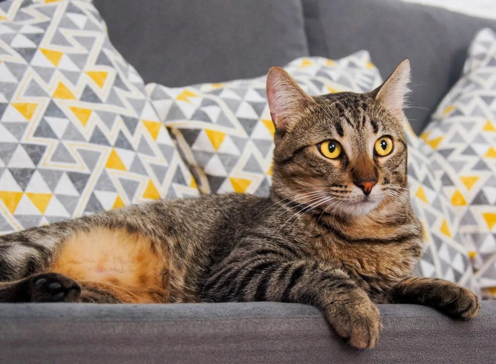 O tecido com trama mais fechada pode evitar que enrosque a unha do gato — Foto: ( pexels/th-rios/CreativeCommons)