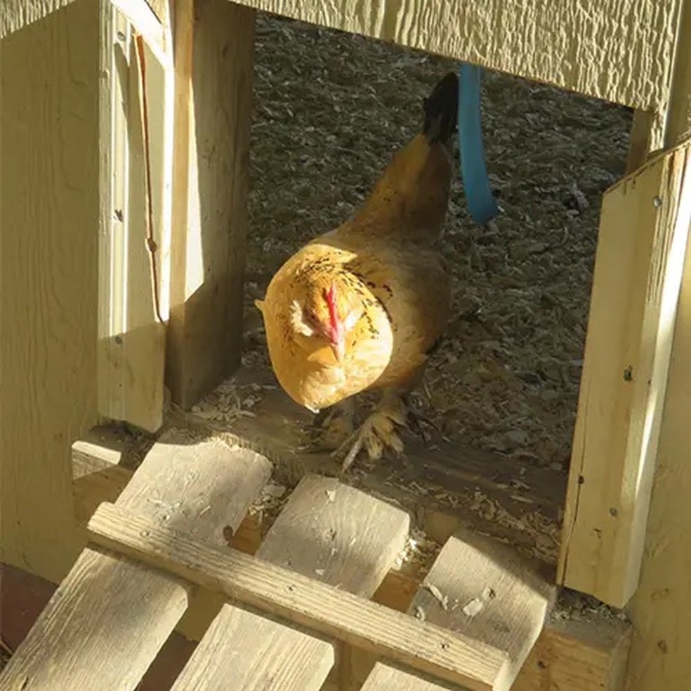 Peanut em 2006, quando era uma galinha adulta — Foto: GWR/ Reprodução