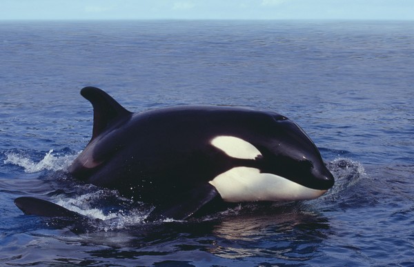 Orcas não são baleias e nem assassinas; entenda! | Biologia Aplicada ...