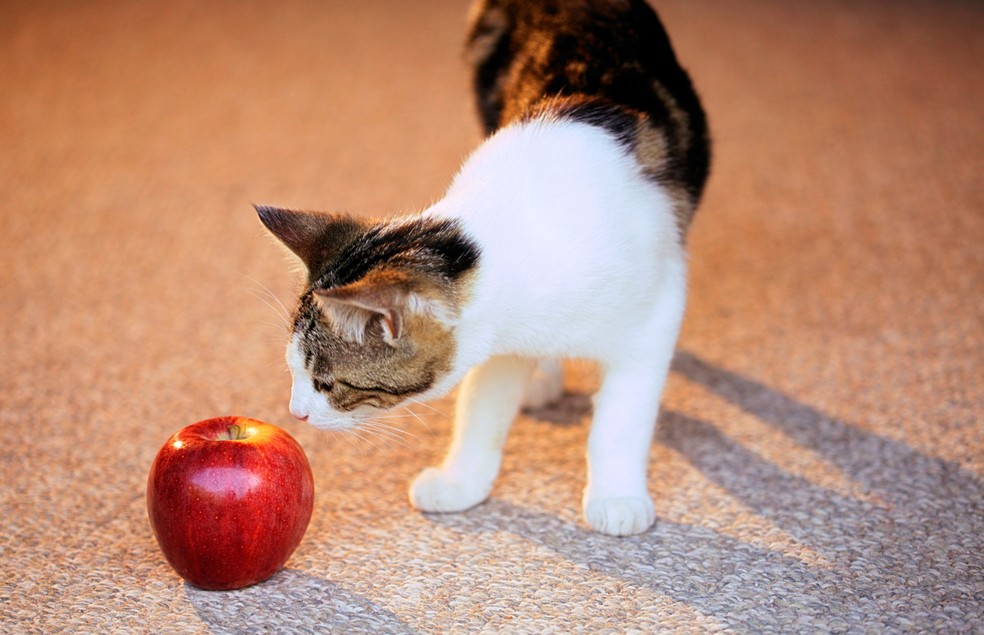 A maçã deve ser ofertada ocasionalmente aos gatos — Foto: Canva/ Creative Commons