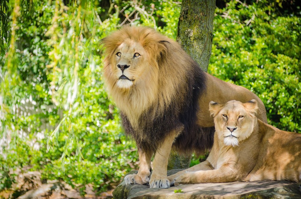 Leões macho e fêmea — Foto: Mathias Appel/ Wikimedia Commons/ Creative Commons