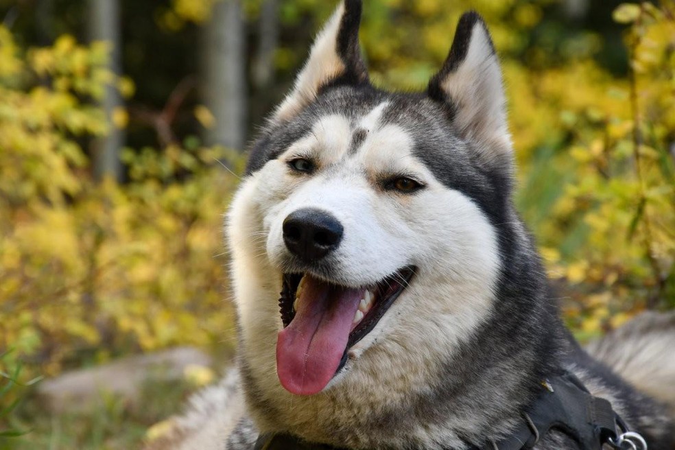 Raças de cães como akita e husky siberiano têm configuração genética muito semelhante à dos lobos  — Foto: Unsplash/ Megan Byers/ Creative Commons