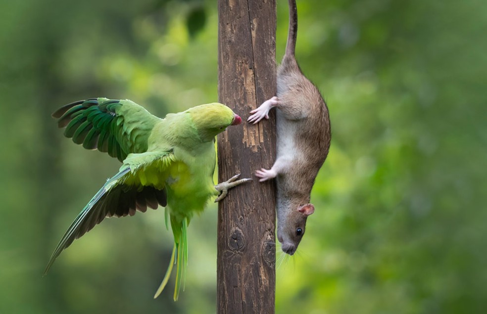 John Cumber registrou um papagio e um rato escalando uma árvore em lados opostos — Foto: John Cumber/ Sociedade Internacional de Fotógrafos de Natureza e Vida Selvagem