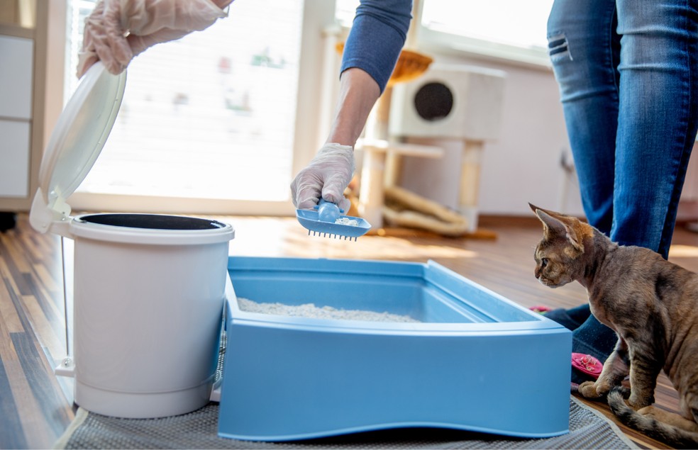 Atente-se às dimensões das caixas de areia do seu gato — Foto: Canva/ CreativeCommons