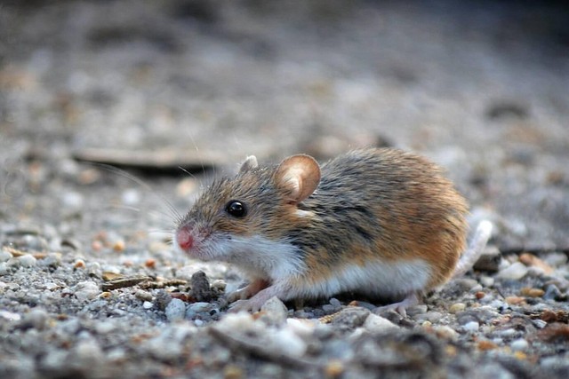 Rato É Animal Ou Inseto