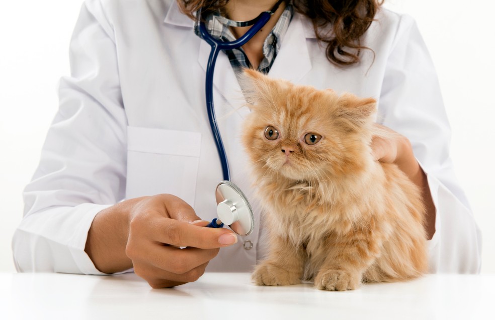 25% dos gatos são acometidos com a doença — Foto: Canva/ Creative Commoms