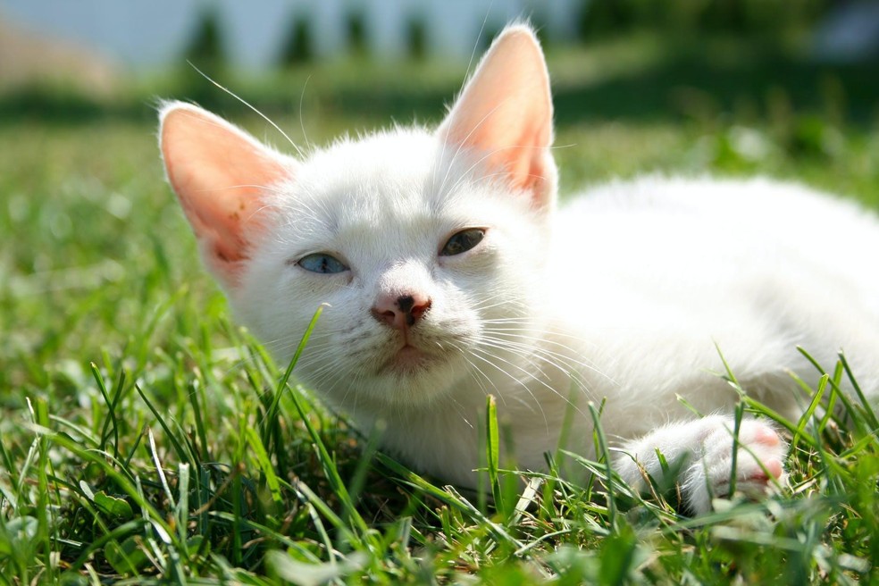 Os gatos de pelagem branca tem menos quantidade de melanina, mas isso não significa que são albinos — Foto: ( Pexels/ Zuzka Polony/ CreativeCommons)