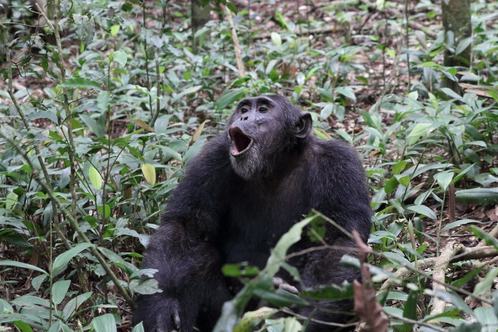 Os resultados mostraram que os chimpanzés adolescentes tiveram mais acessos de raiva durante o atraso ao receber a recompensa alimentar do que os animais adultos — Foto: Flickr/ Nigel Hoult/ CreativeCommons