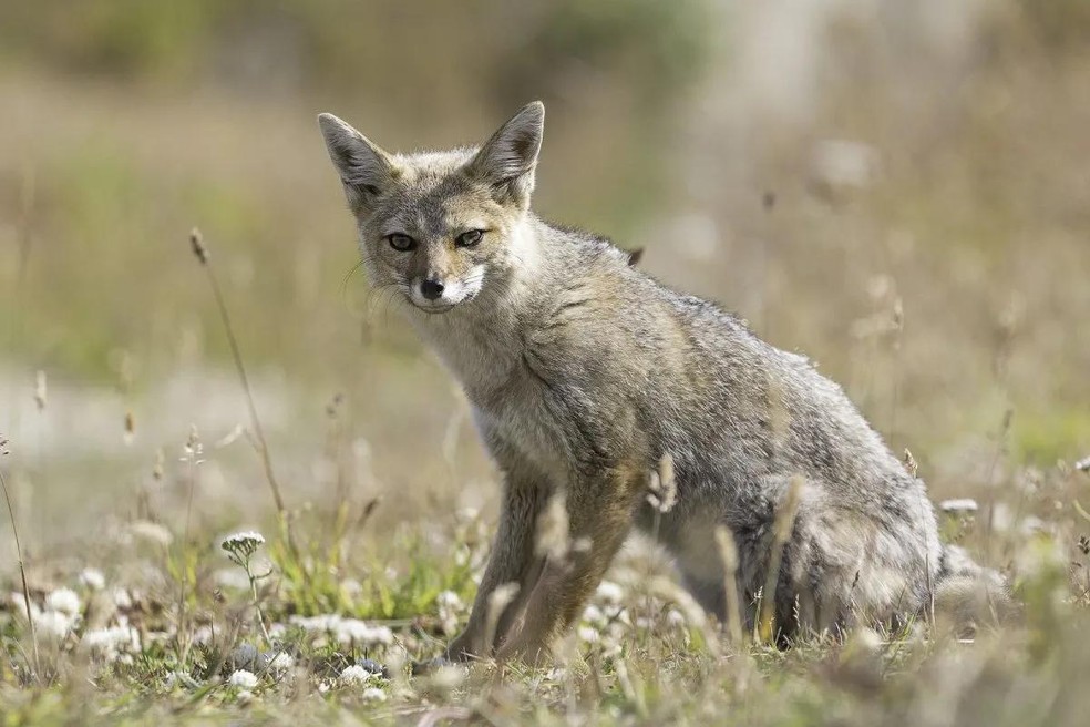 As raposas são animais selvagens e não devem ser domesticadas. Na foto, uma Lycalopex griseus (ou raposa-cinzenta-argentina) — Foto: ( Flickr/ Eduardo Schmeda/ CreativeCommons)