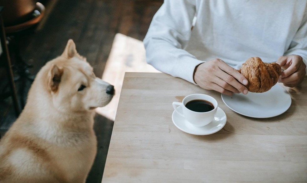 A cafeína pode levar à intoxicação e à aceleração dos batimentos cardíacos dos animais — Foto: ( pexels/ zen-chung-/ CreativeCommons)