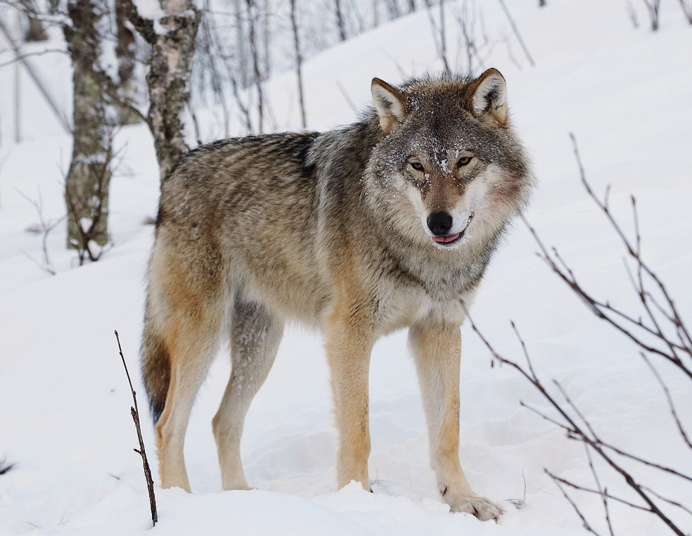 Lobo-cinzento – Canis lupus — Foto: Mas3cf/ Wikimedia Commons/ CreativeCommons