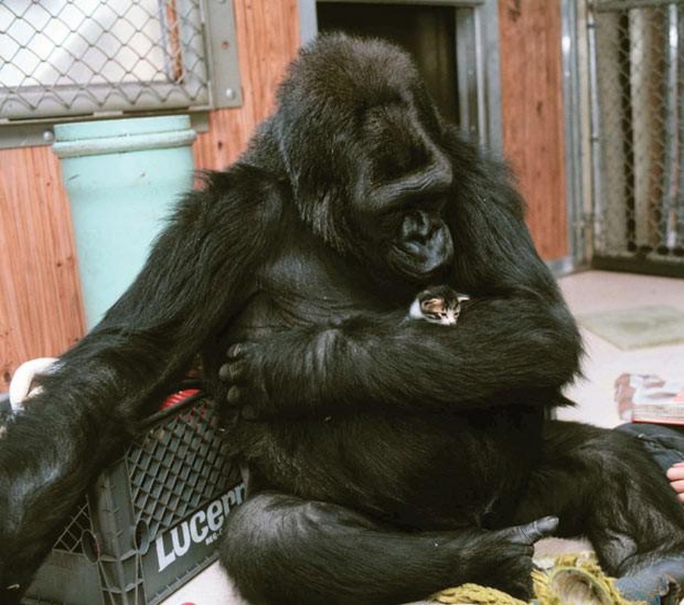 A gorila Koko faleceu com 46 anos, em 2018 — Foto: ( Ron Cohn/ Gorilla Foundation/ koko.org)